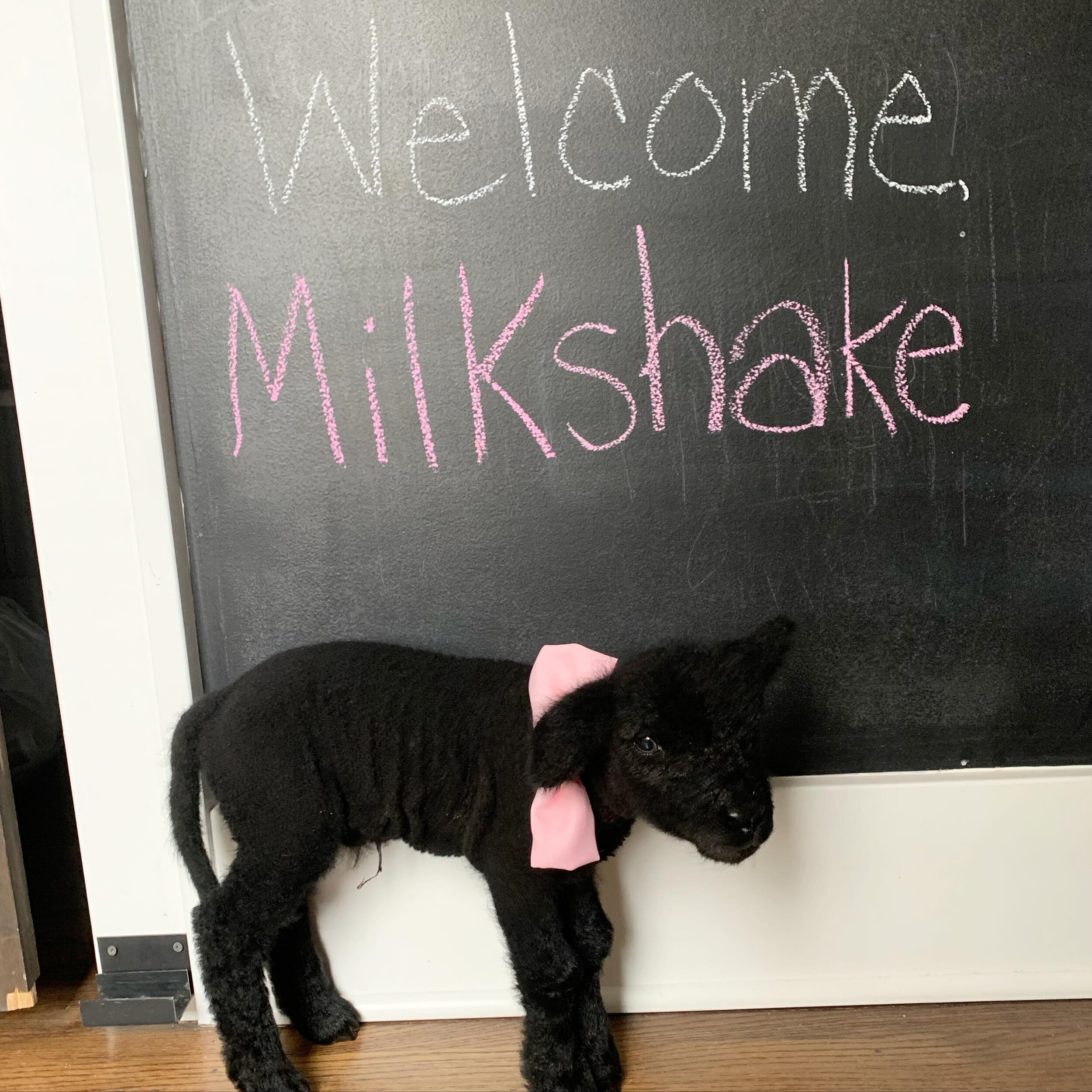 Please welcome, Milkshake, our one and only 2024 ARNKA lamb. 🐑

Admittedly he wasn&rsquo;t the brightest at first (couldn&rsquo;t figure out how to nurse no matter how much the farmers tried to help), but he sure is cute!

After a rough start, I mad