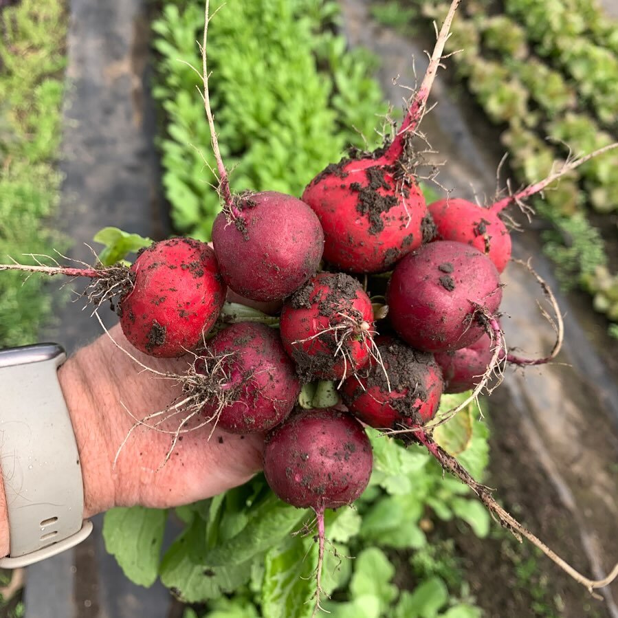 Early spring radishes are my favorite! 🤩 

These babies are super crisp and just a hint of spice, unlike the summer ones with lots of kick!

Which do you prefer: Sweet or Spicy radishes?