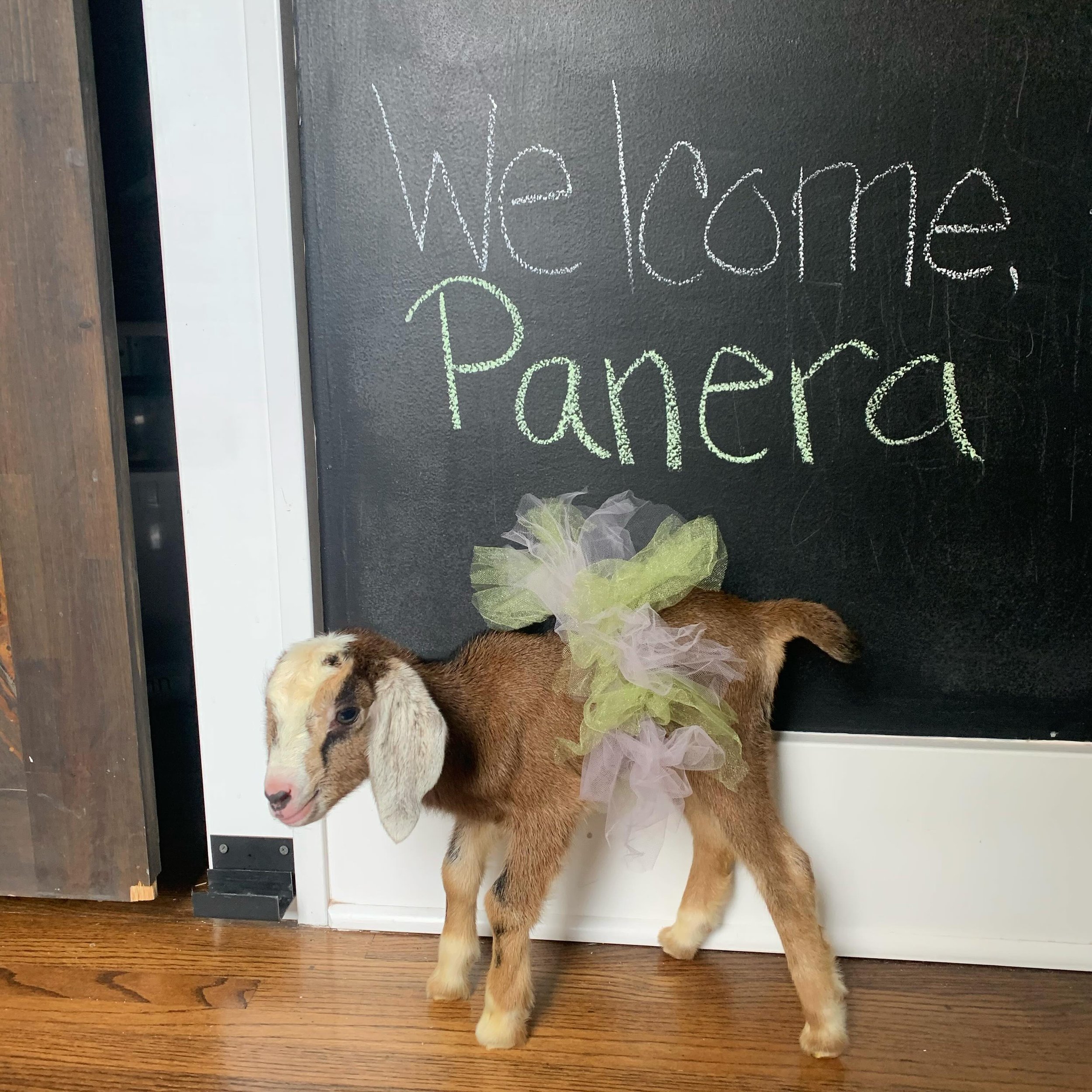 Not gonna lie, Panera is probably one of my favorite baby goats ever. She comes from my favorite &ldquo;big&rdquo; goat and just look at her coloring! 😍

I found Panera huddled in a corner and her brother lying flat on the ground last Wednesday. I t