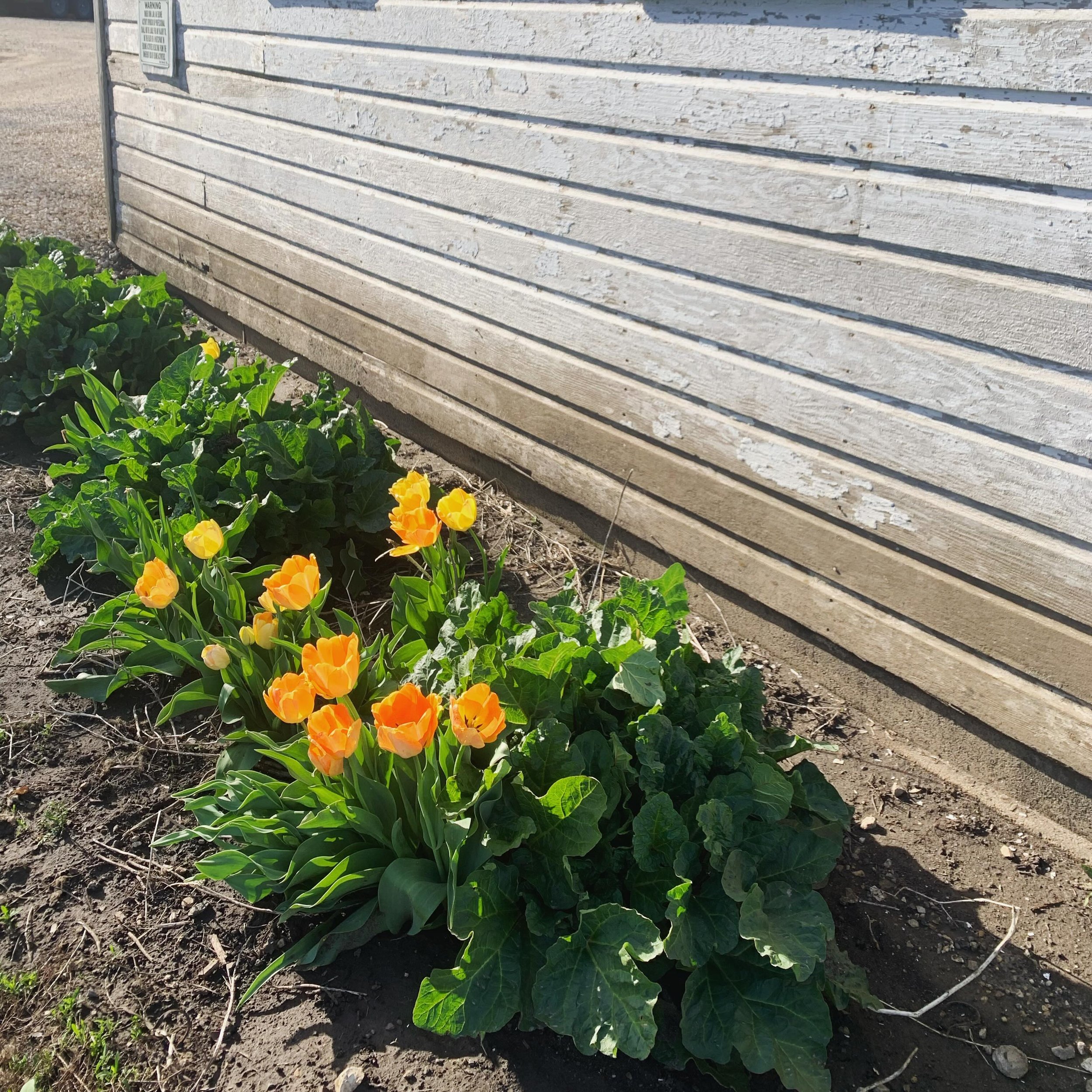 Tulips and rhubarb. Two of my favorite things about spring. 🌷🌱