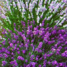 lavender_botanical.JPG