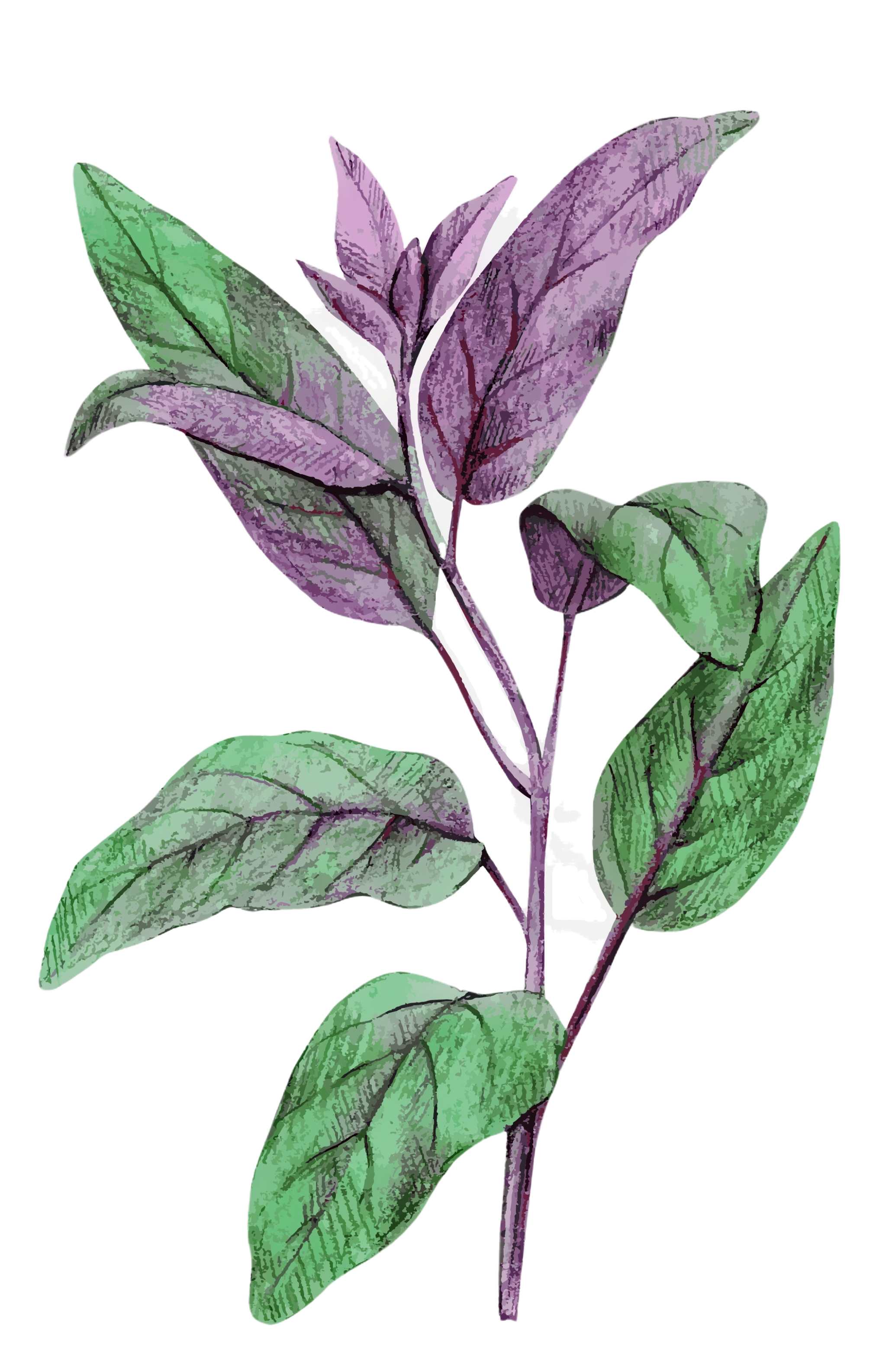 Sage Herbal Smoke Blend – Raven Crest Botanicals