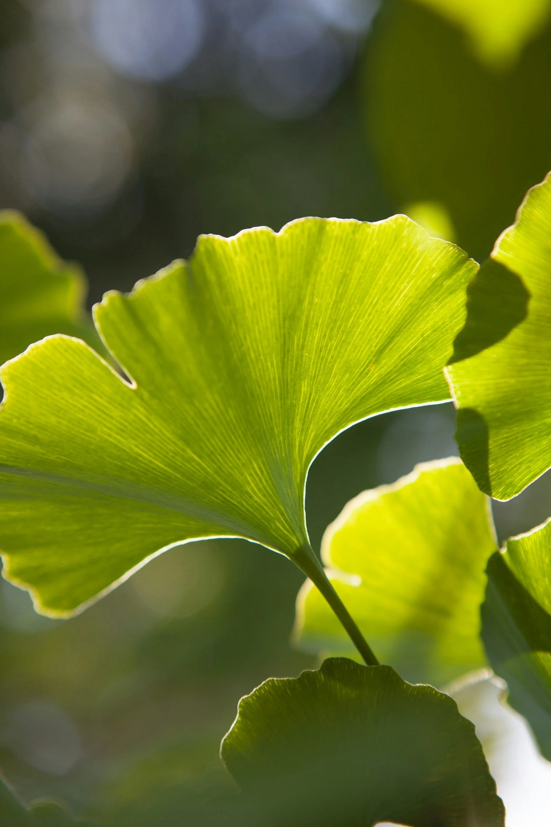 Brain Power: Herbal Medicine for Cognition, Focus, &amp; Memory