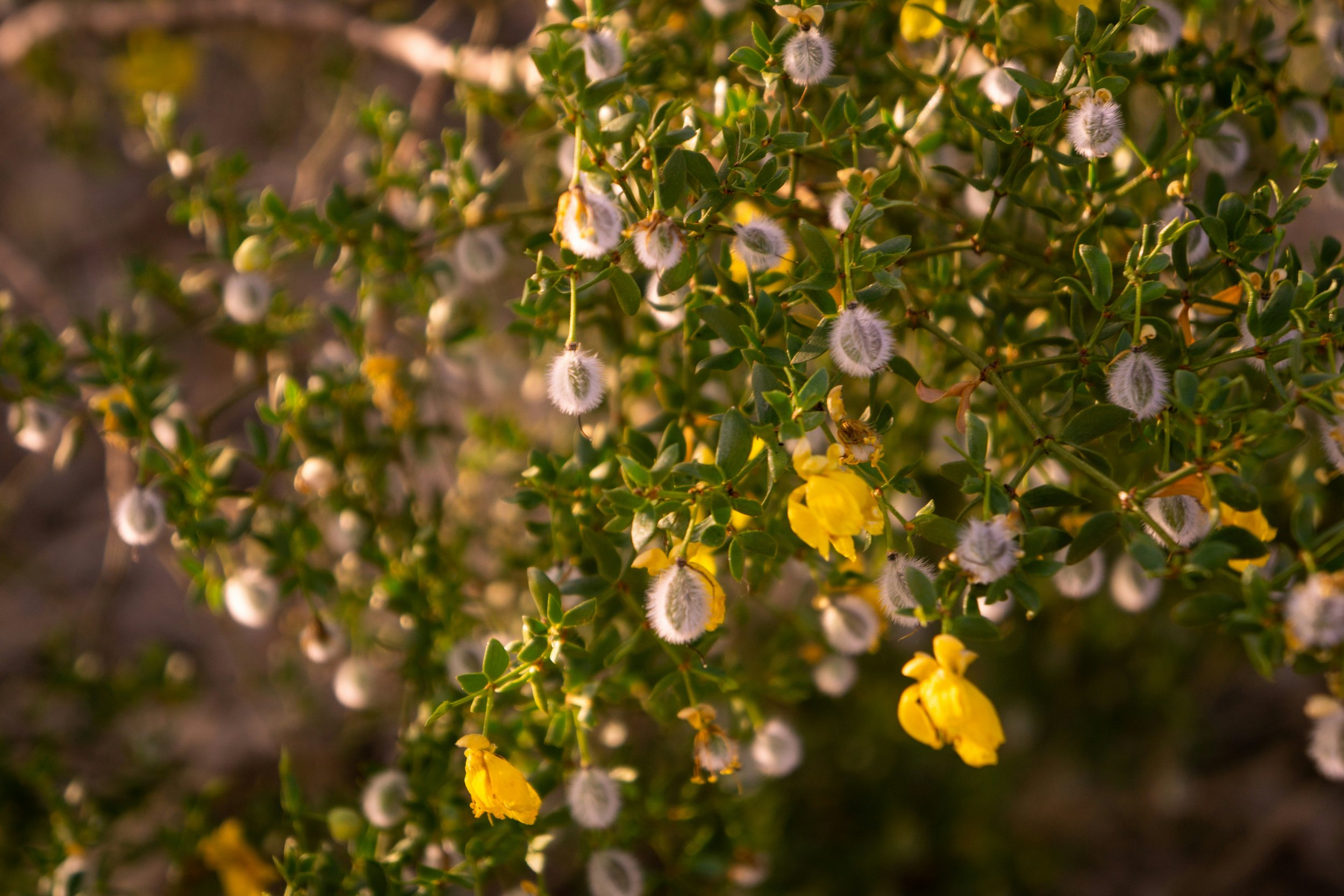 Desert Plants for Everyday Wellness: Discovering the Medicine of the Southwest