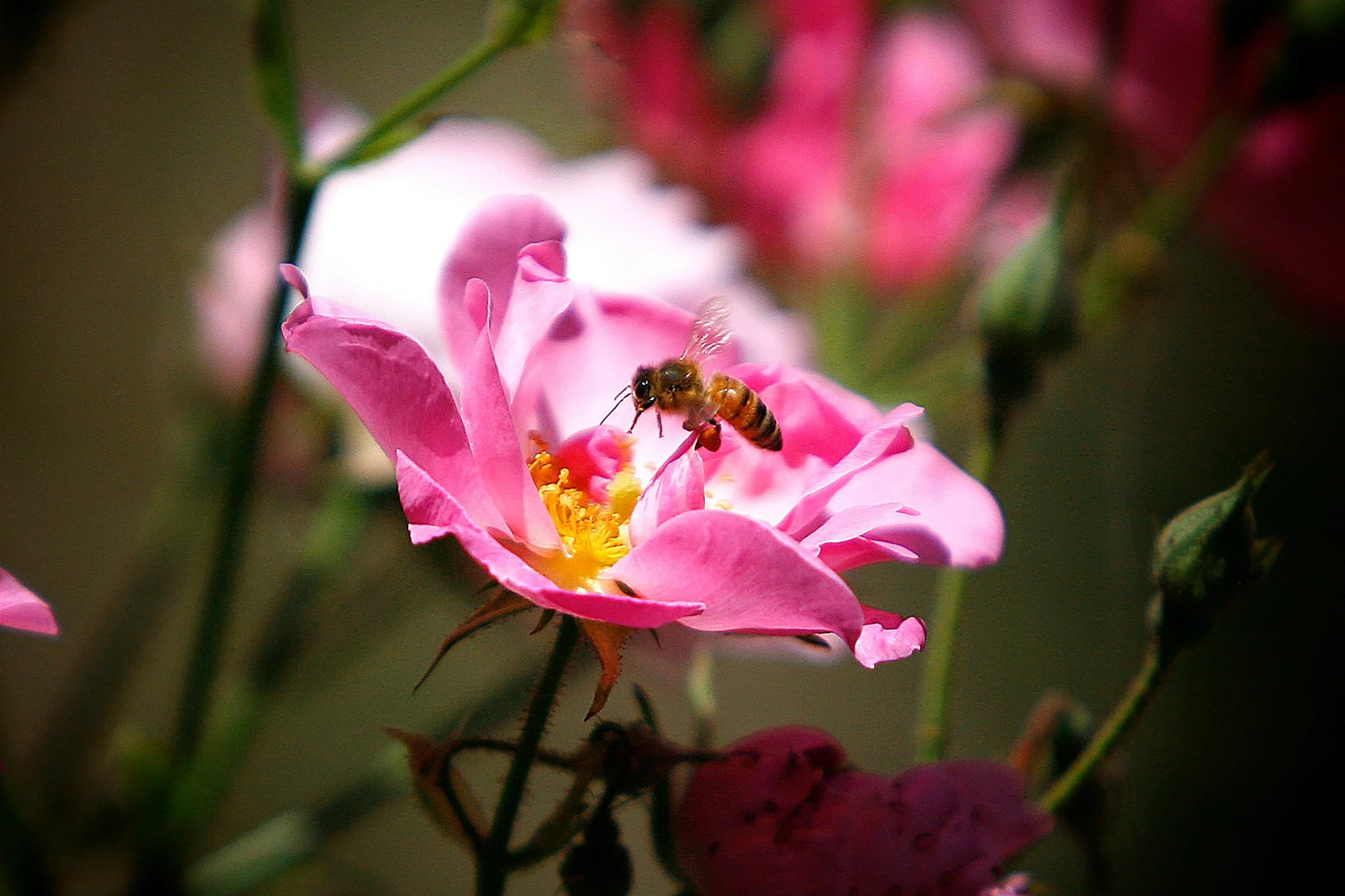 Petals of Balance: An Introduction to Flower Essences&nbsp;