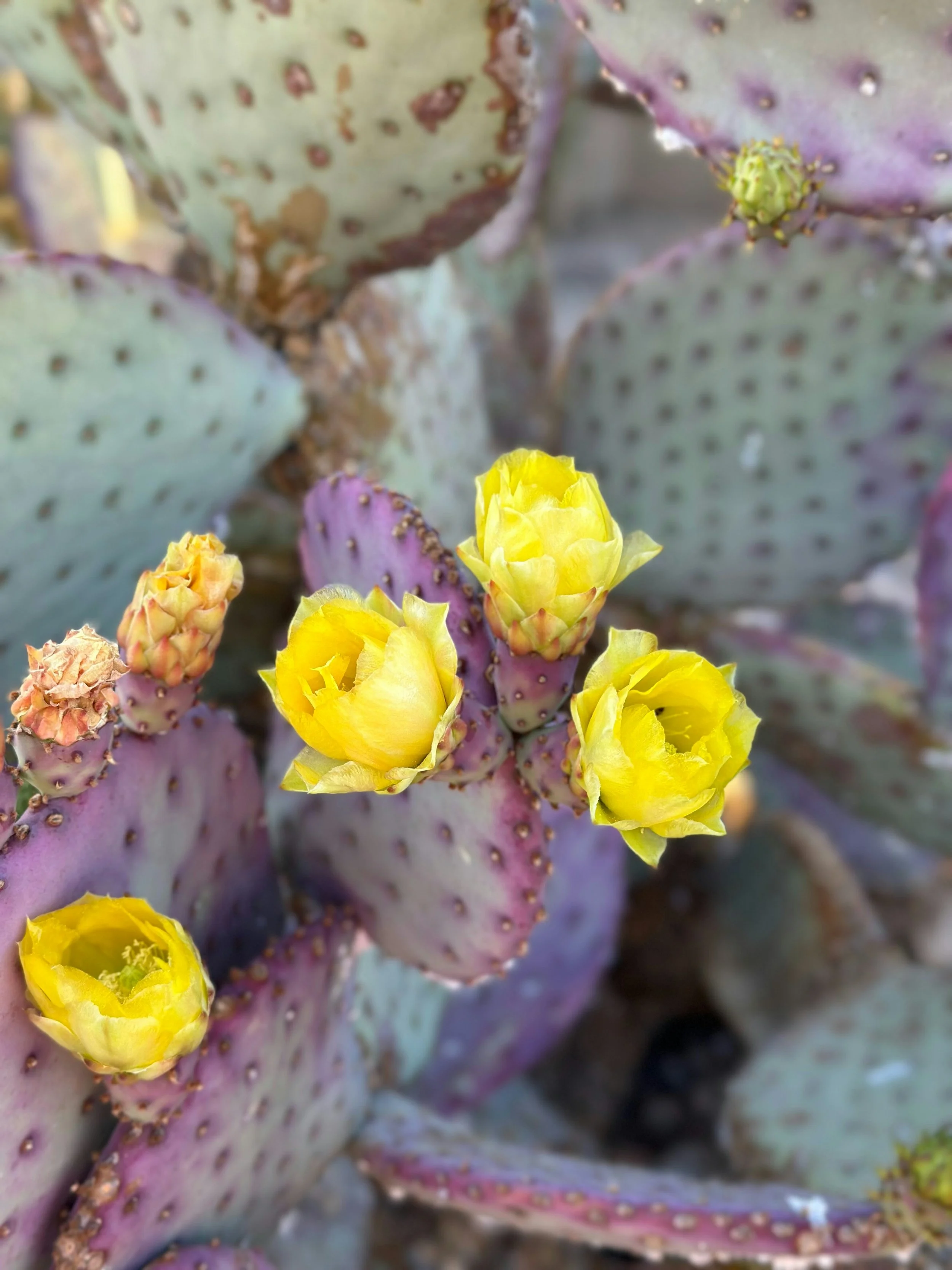 Petals of Balance: An Introduction to Flower Essences&nbsp;