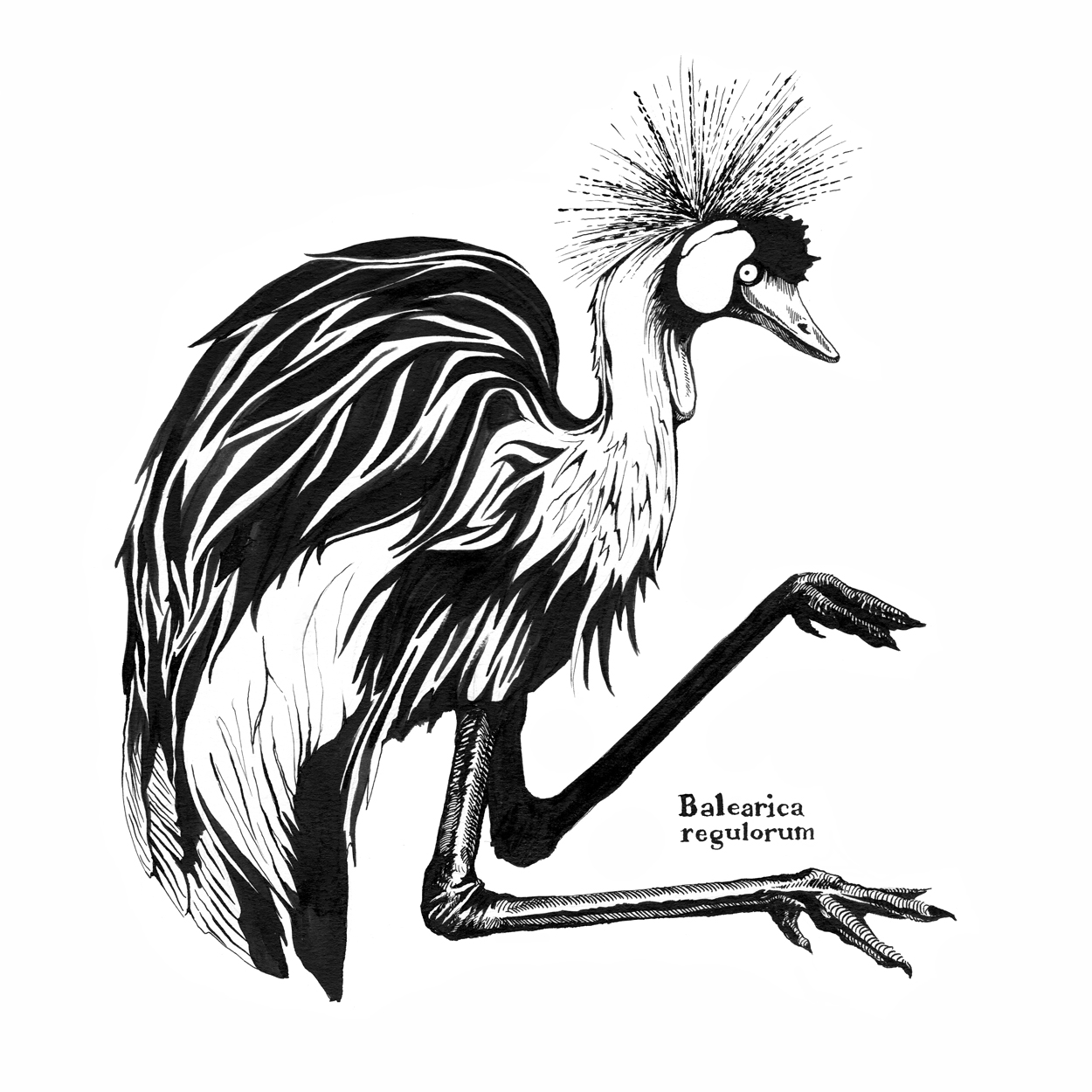 Balearica-regulorum_Crane.jpg