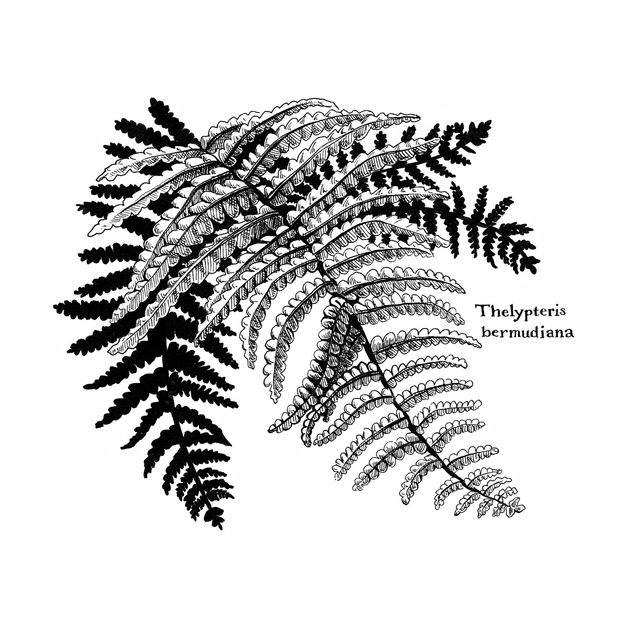 Thelypteris-bermudiana_Fern.jpg