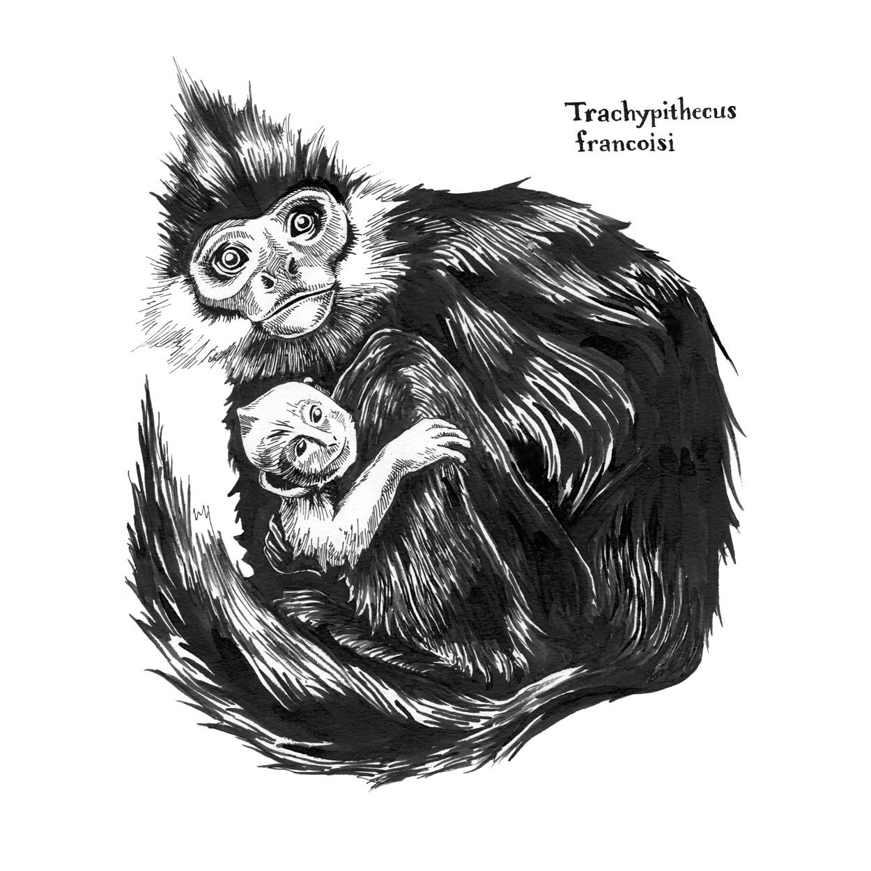 Trachypithecus-francoisi_Langur.jpg