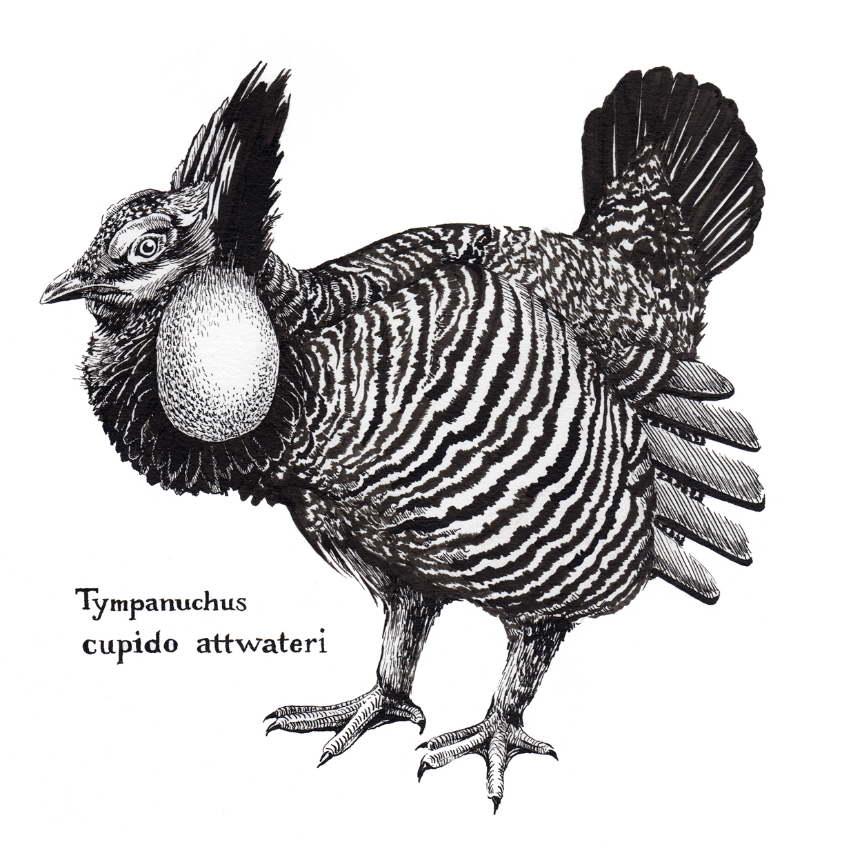 Tympanuchus-cupido_Prairie-Chicken.jpg