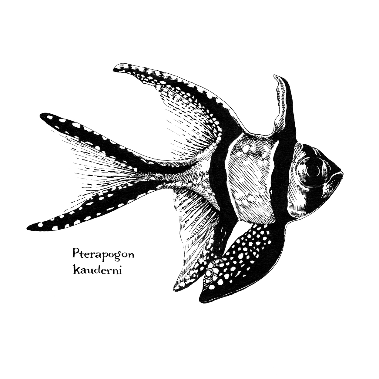 Pterapogon-kauderni_Fish.jpg