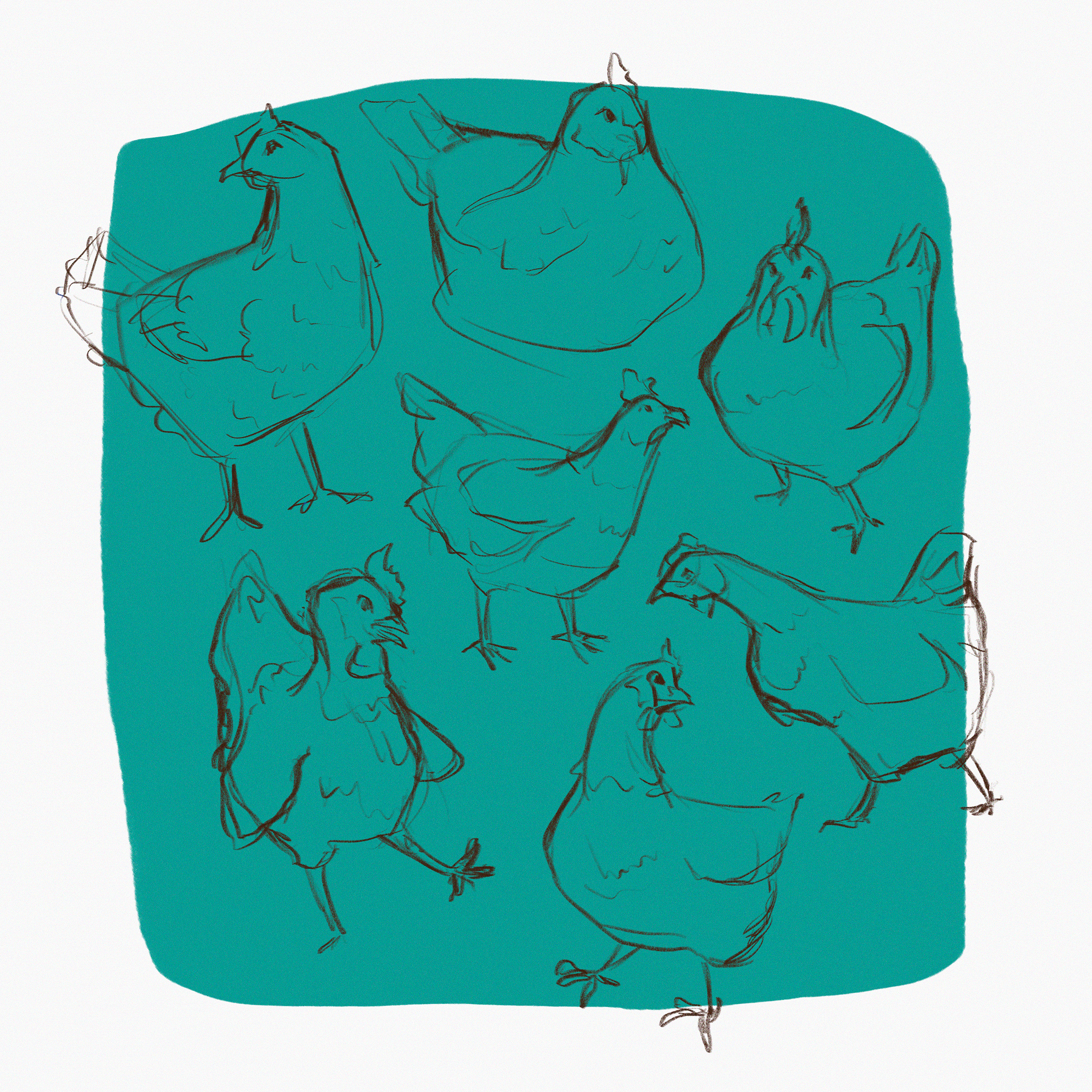  Sketches of a Rhode Island Red chicken in various poses on a square teal background 