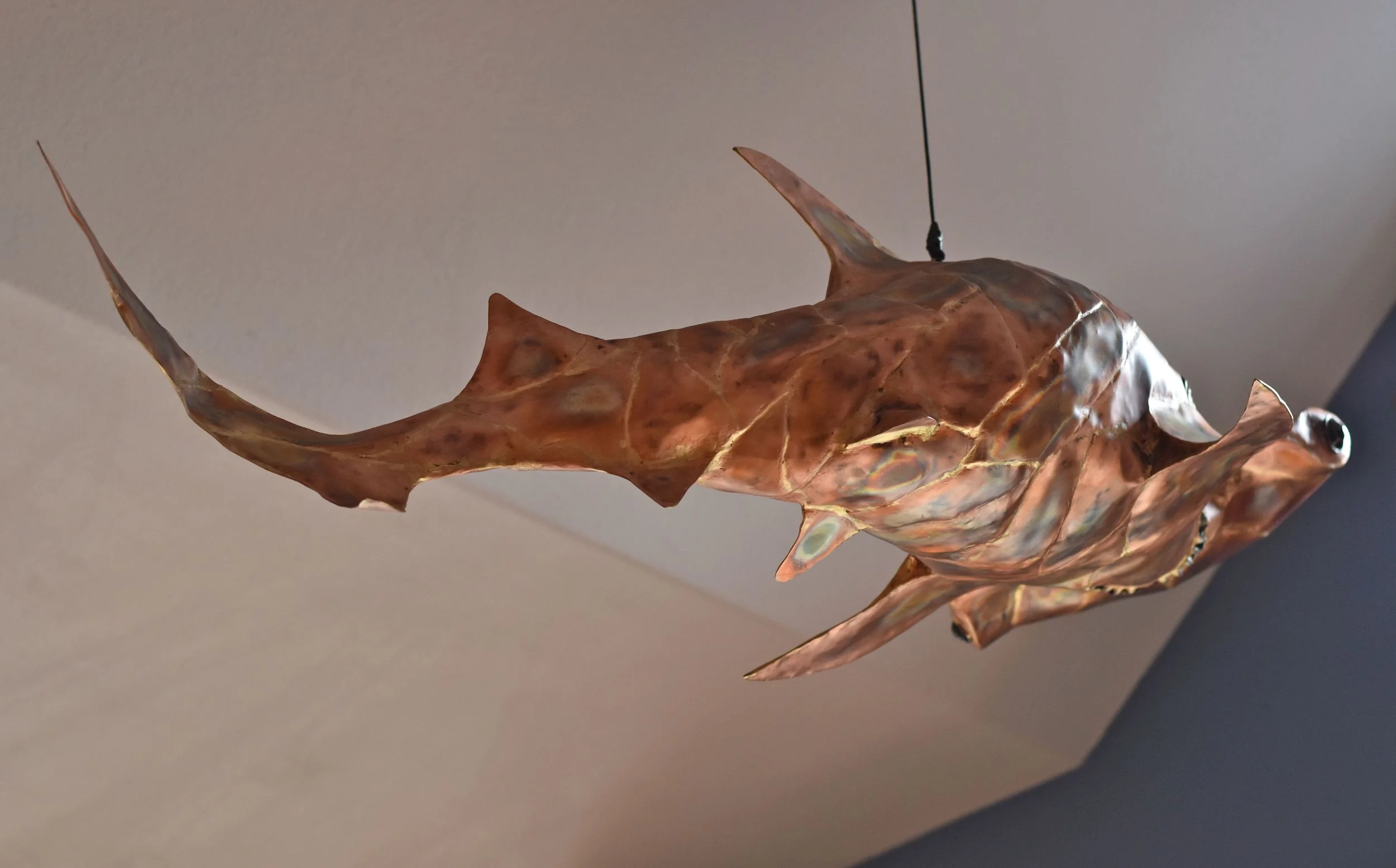 Sharky the HammerHead making his debut