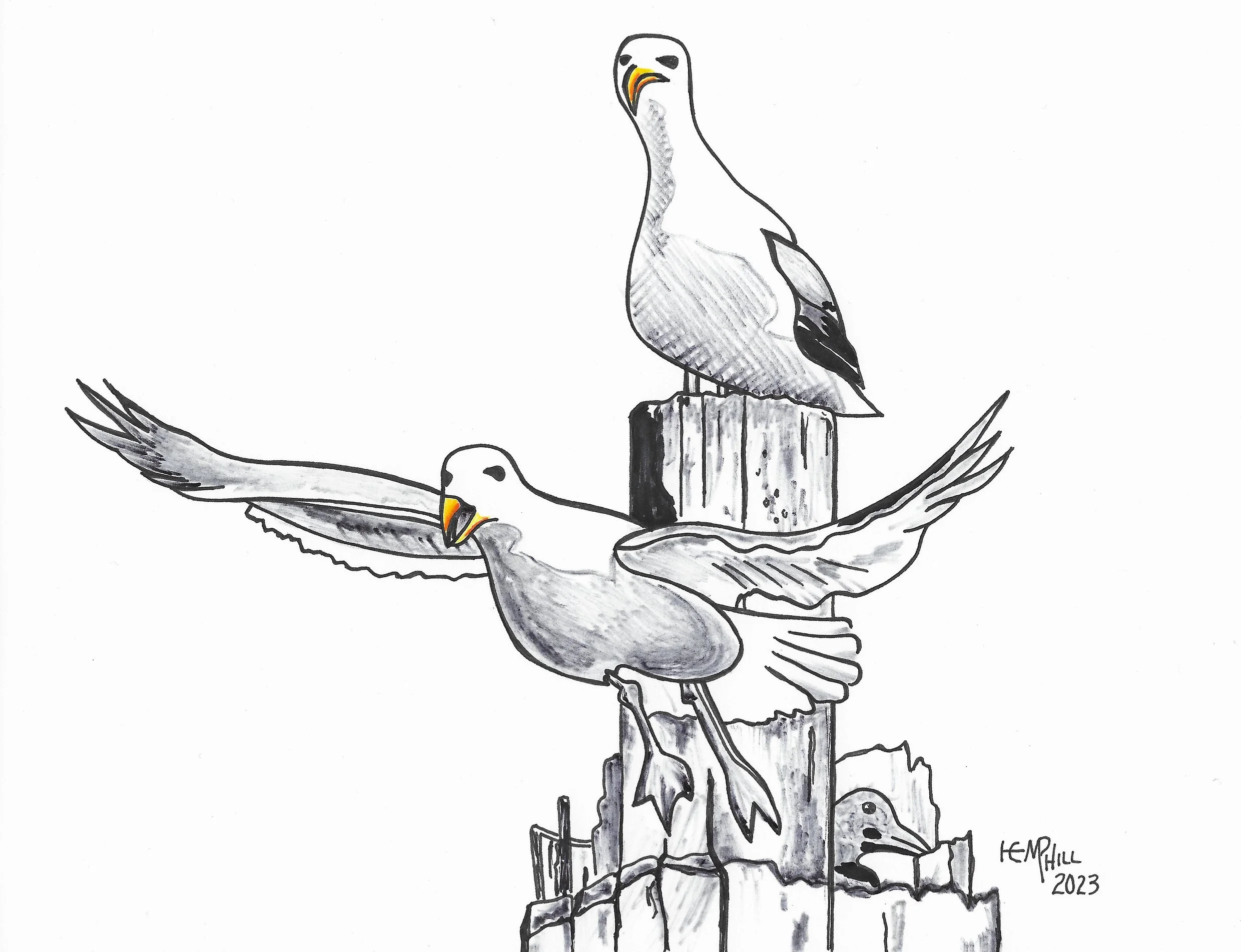 Sea gulls acting pretty tough - save the babies!