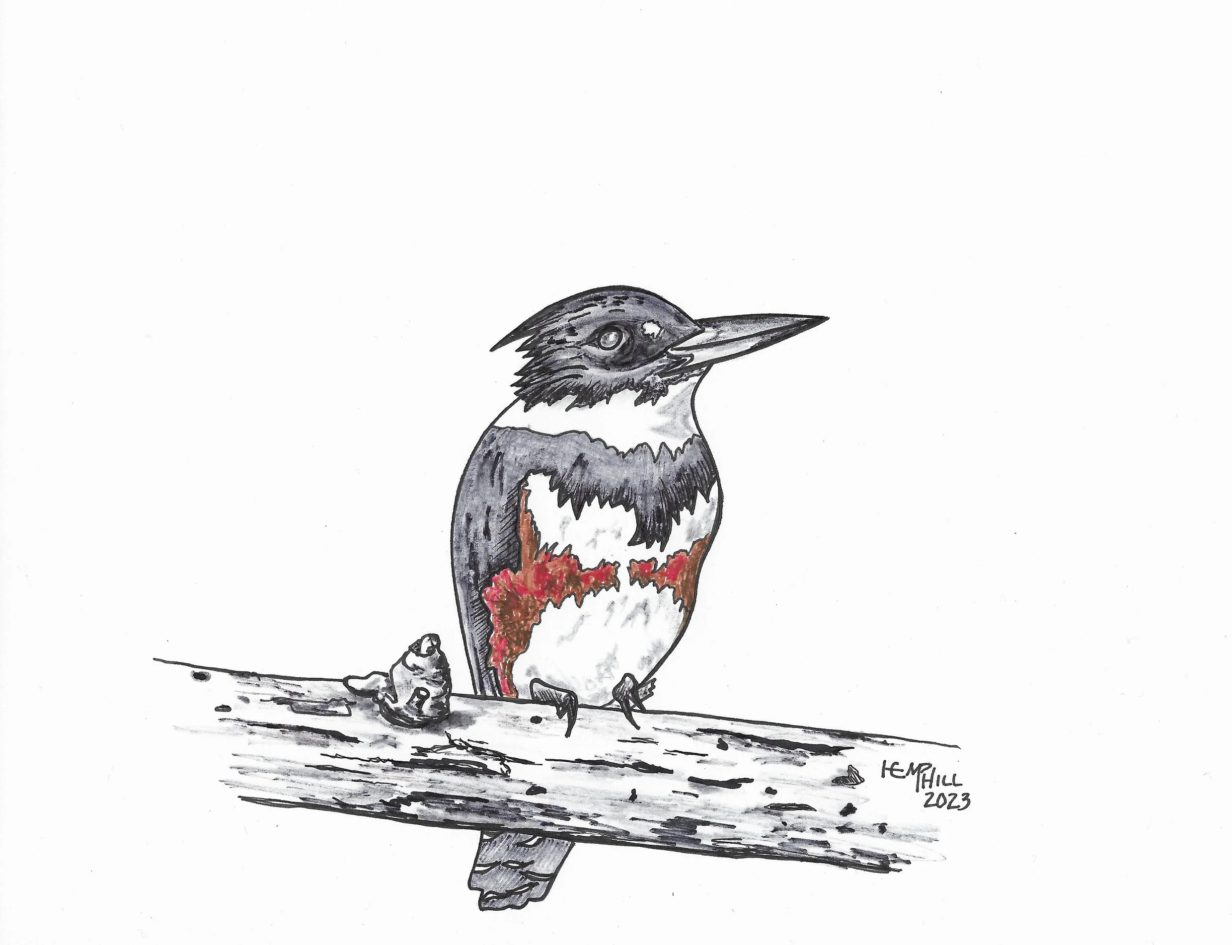 Female Belted Kingfisher gorgeous gal we'll call her