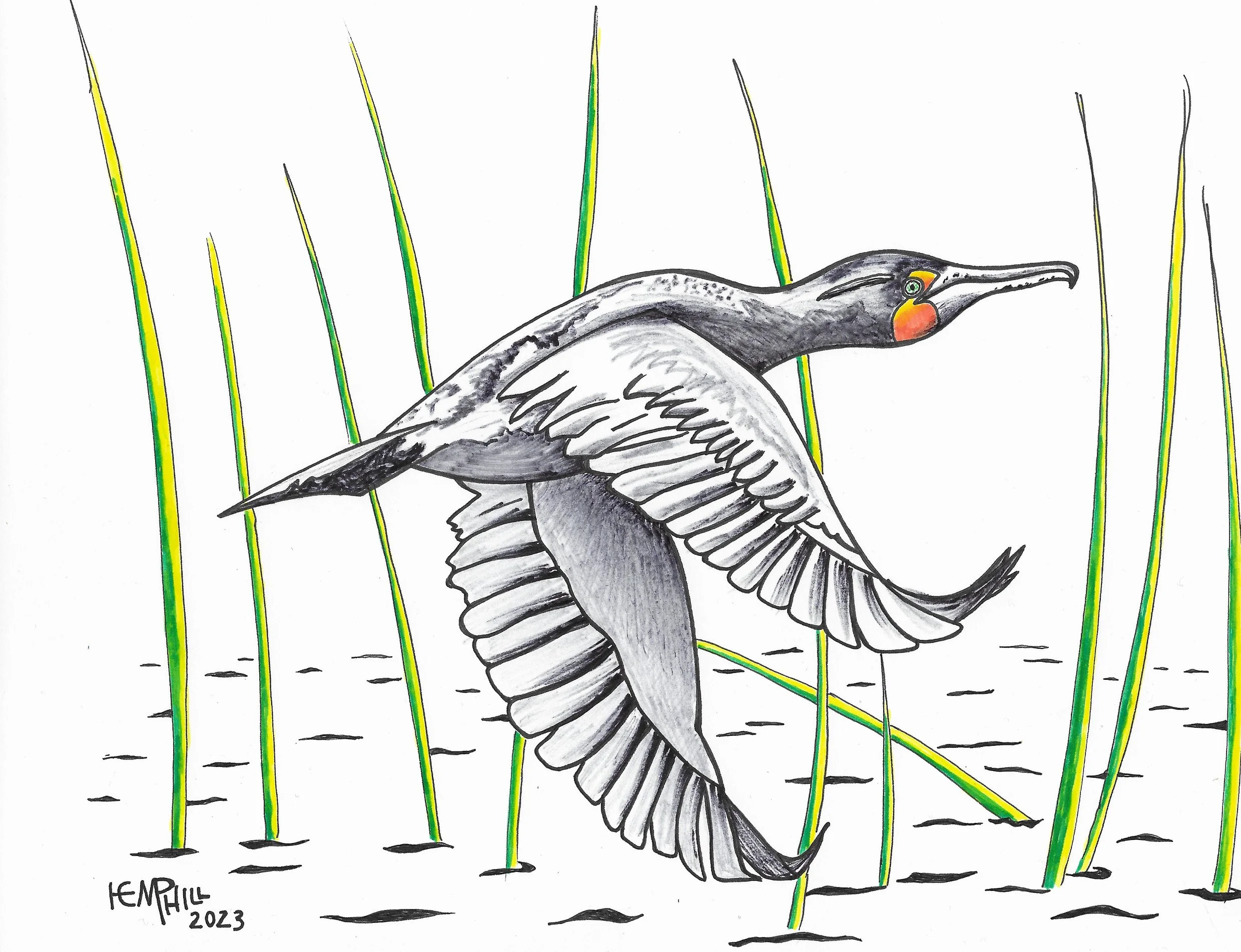 Double-crested Cormorant in search of his next fish meal