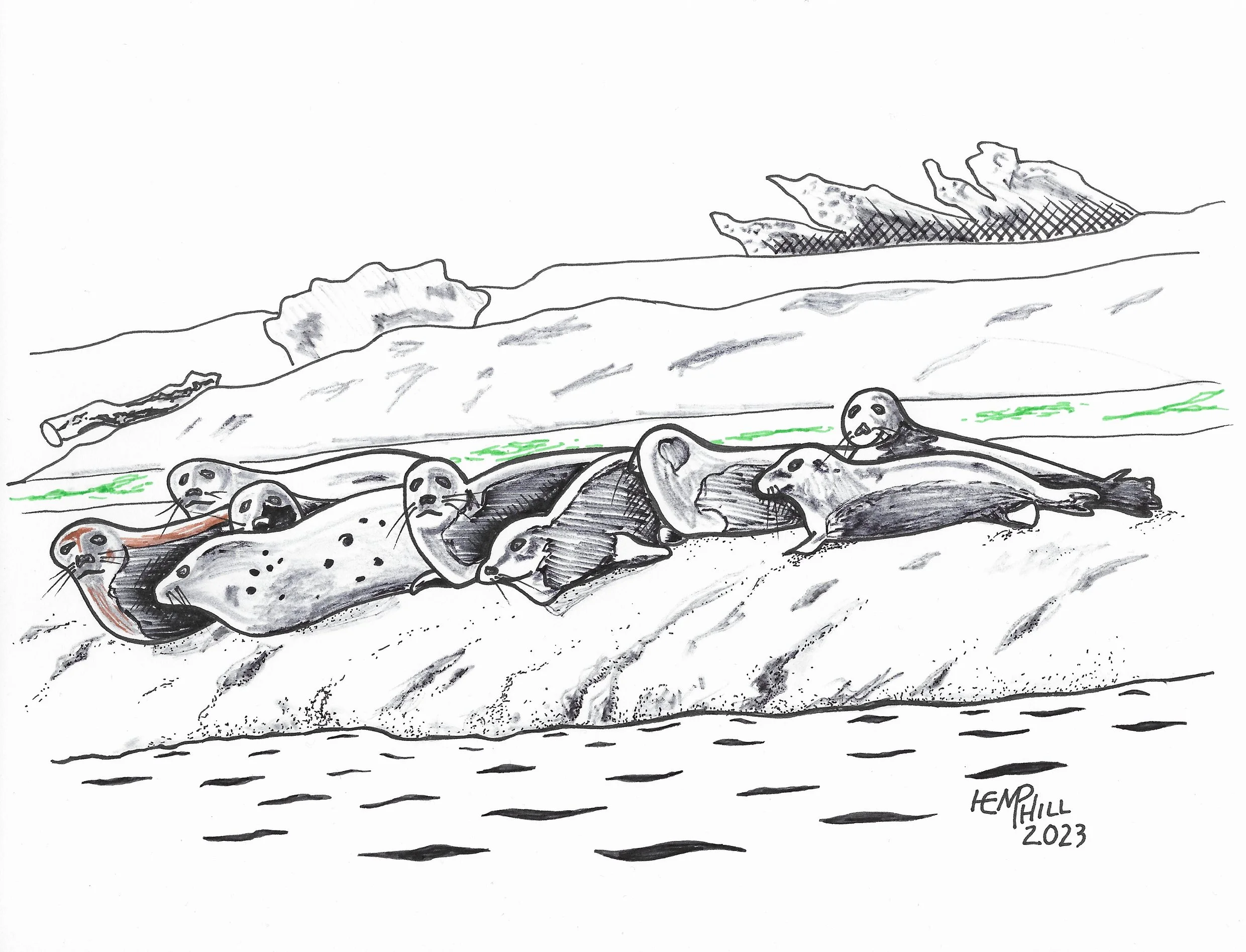 Seals lounging before their next meal