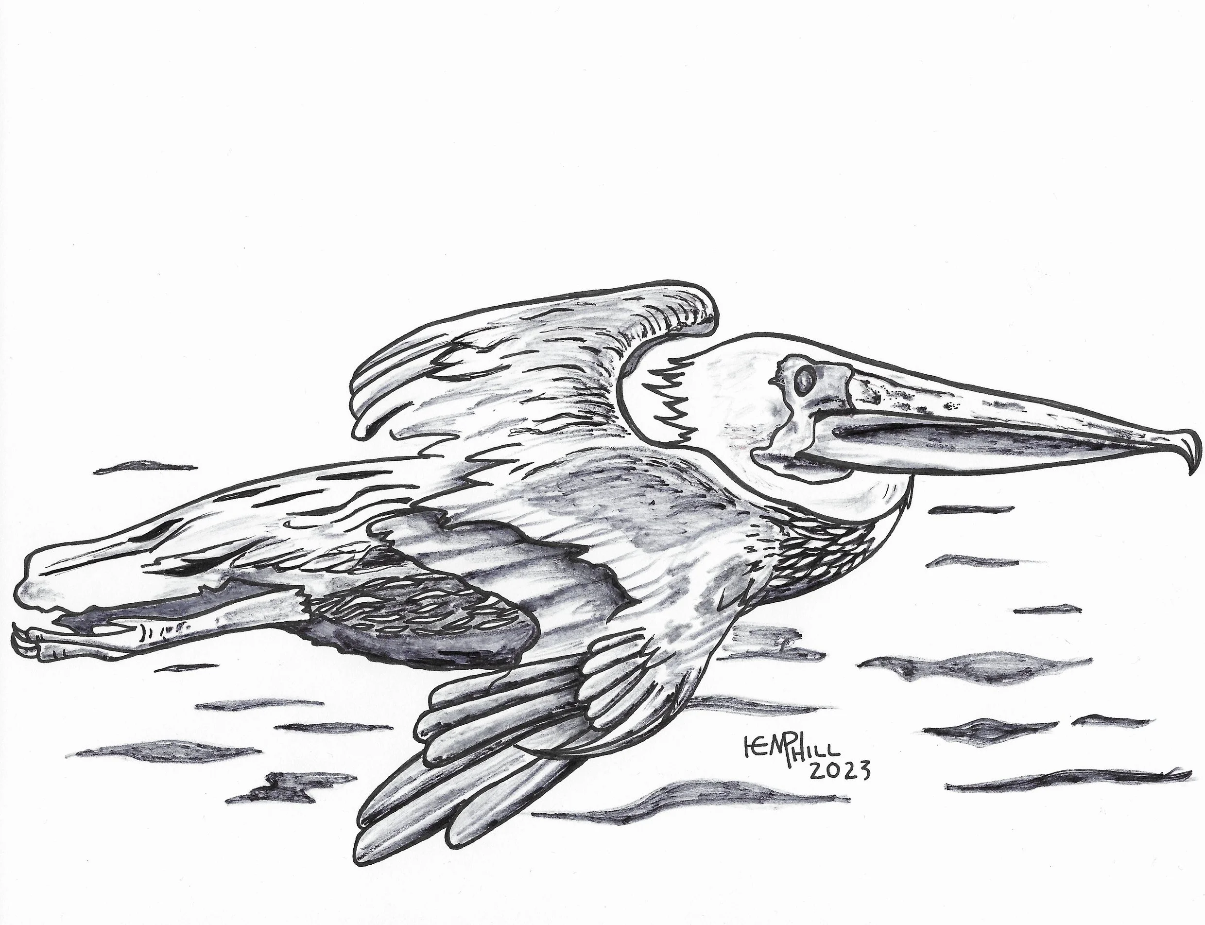 Pelican flyboy they come in squadrons of many