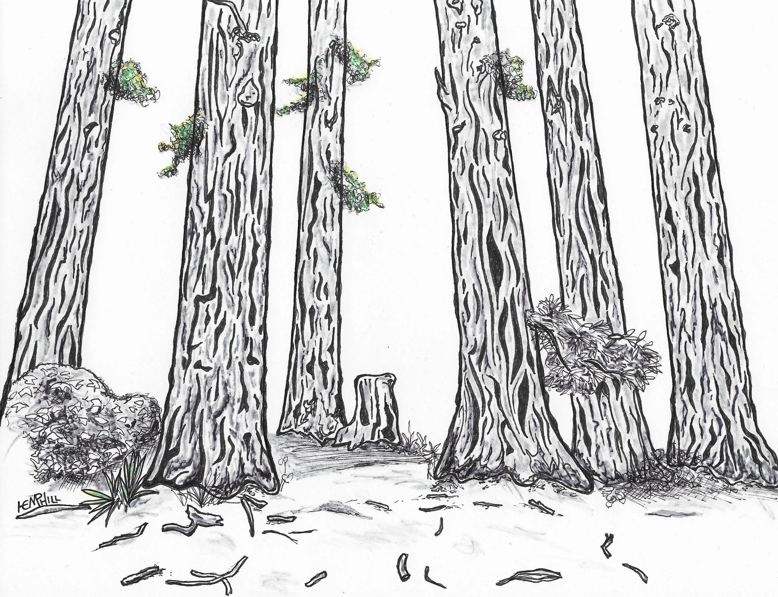 Sequoia park crusing the Redwoods