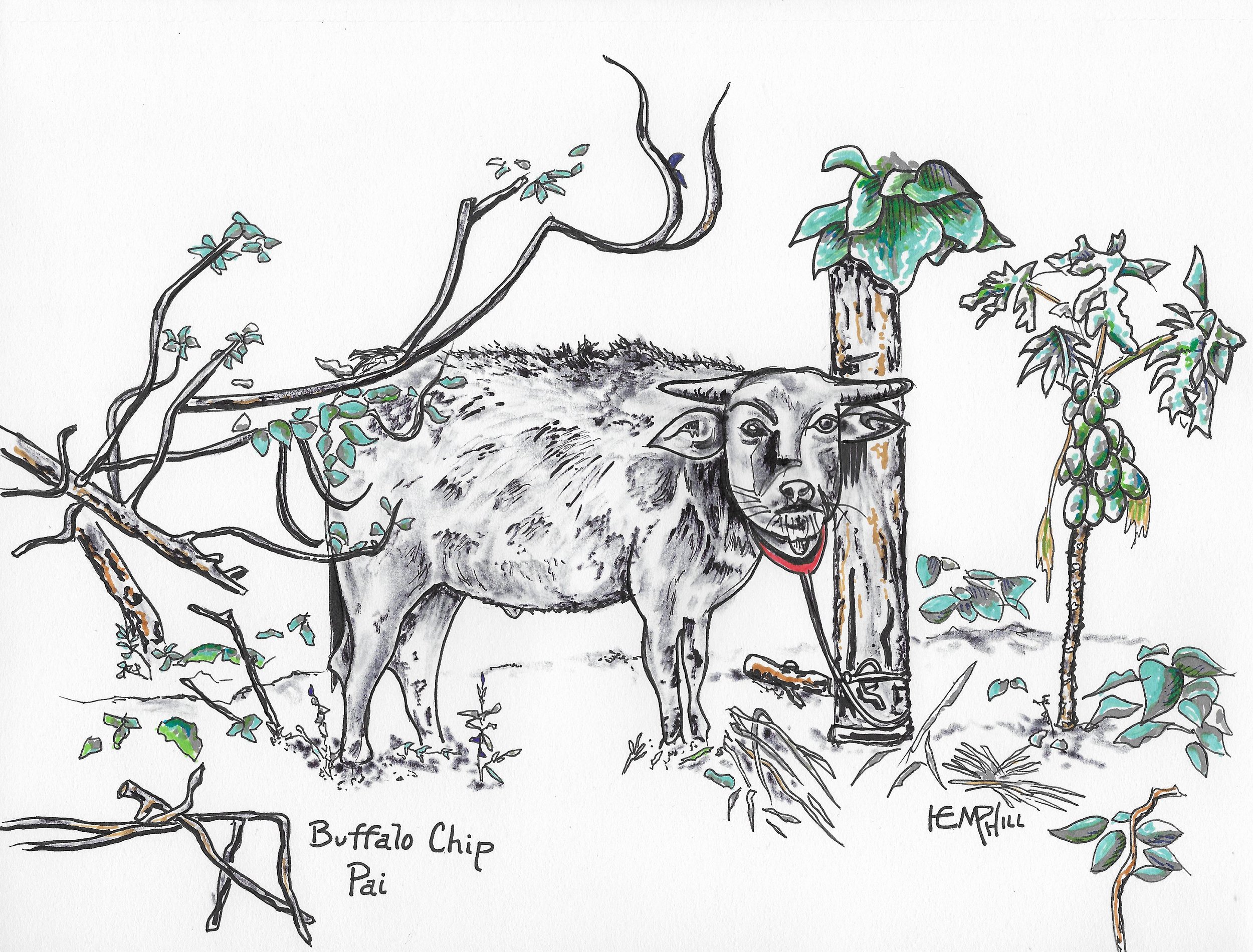 One of the friendliest water bufflao I've ever meant. Even cracked a smile when I mentioned hamburger.