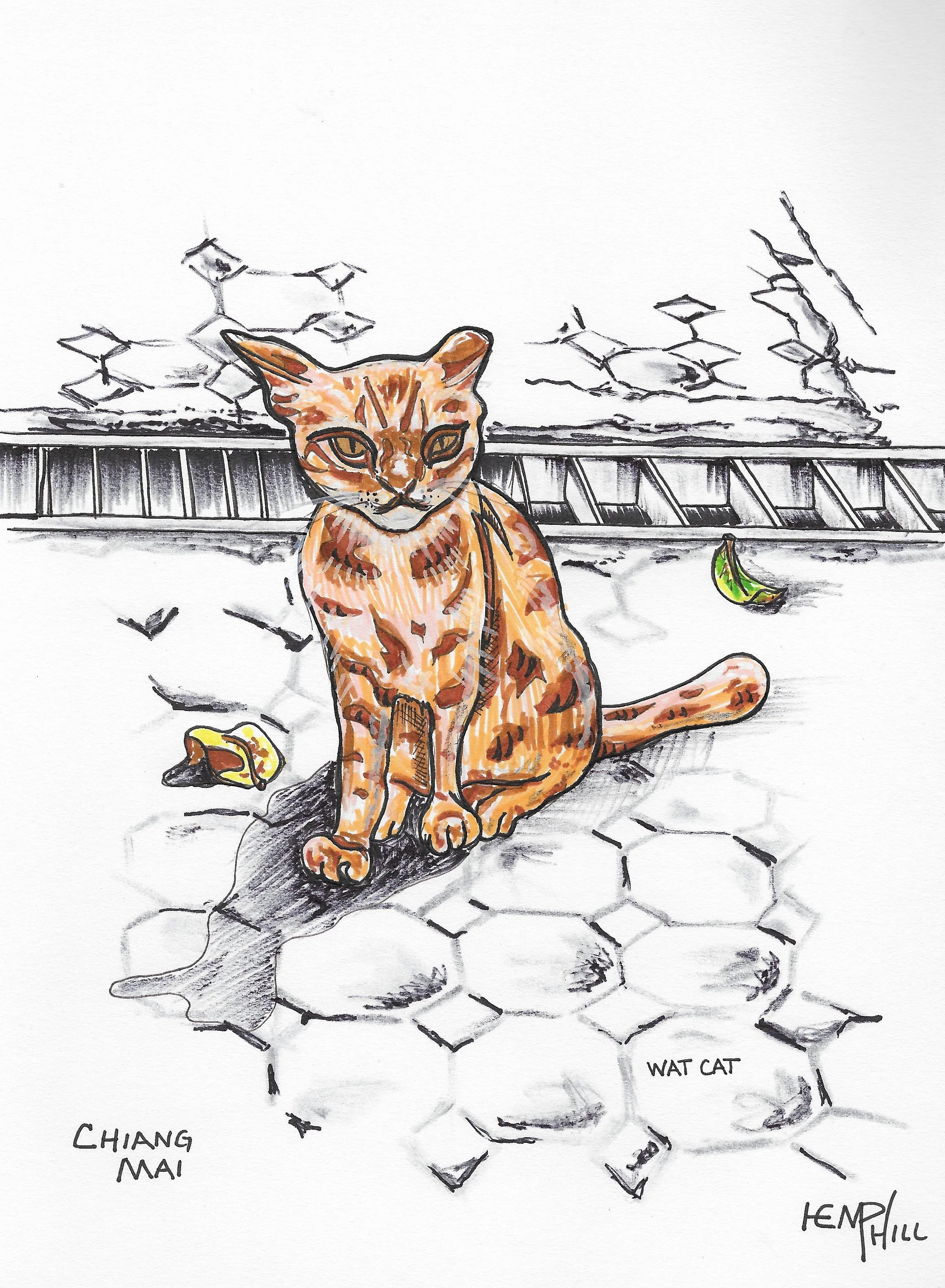 "Wat Kat" this orange fella showed up as I took a quick temple sit break. He joined for a minute then gone.