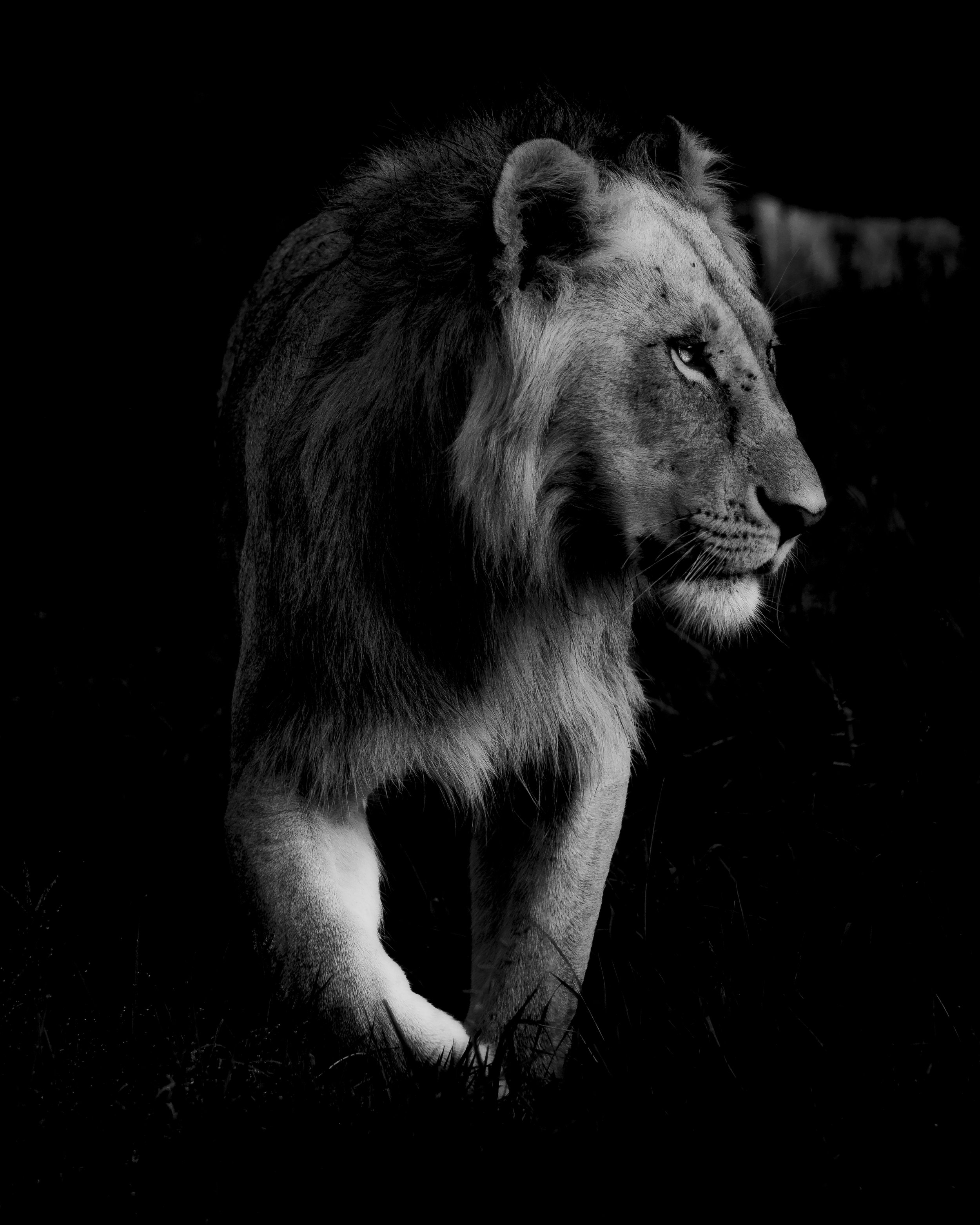 bnw lion-2.jpg