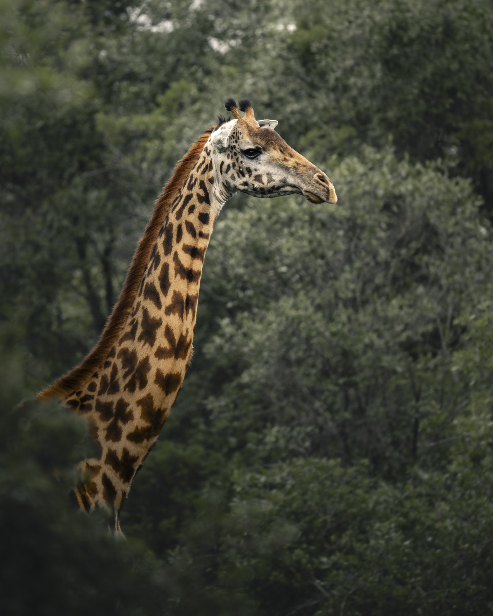 Giraffe-7.jpg