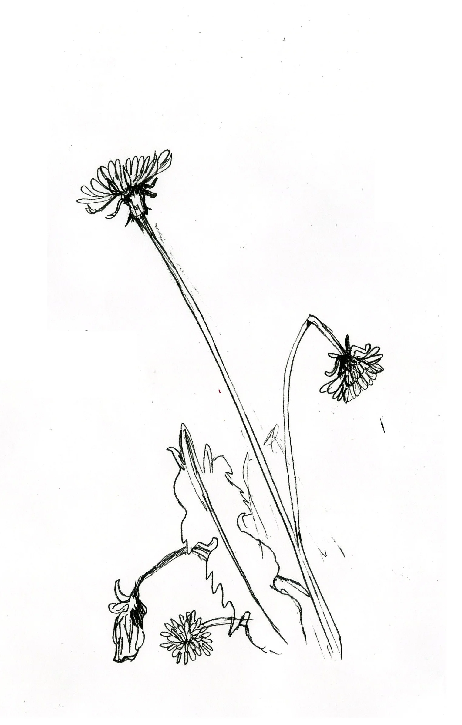 flower.jpg