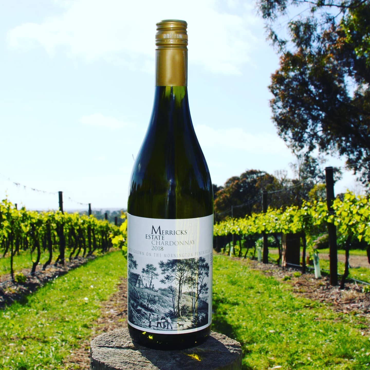 Exciting news: Merricks Estate Chardonnay 2018 receives GOLD in latest Halliday Wine Companion. Order your case online www.merricksestate.com.au 
#mpwines #morningtonpeninsulawine #morningtonpeninsulawineries #morningtonpeninsulavineyards