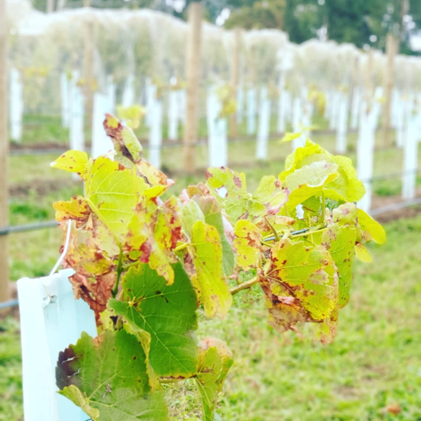 Shiraz plantings growing well and we should see results in a few years. Merricks Estate has been recognized as one of the top Cool Climate shiraz producers on the Peninsula for over 30 years. 
#morningtonpeninsulawineries 
#morningtonpeninsulavineyar