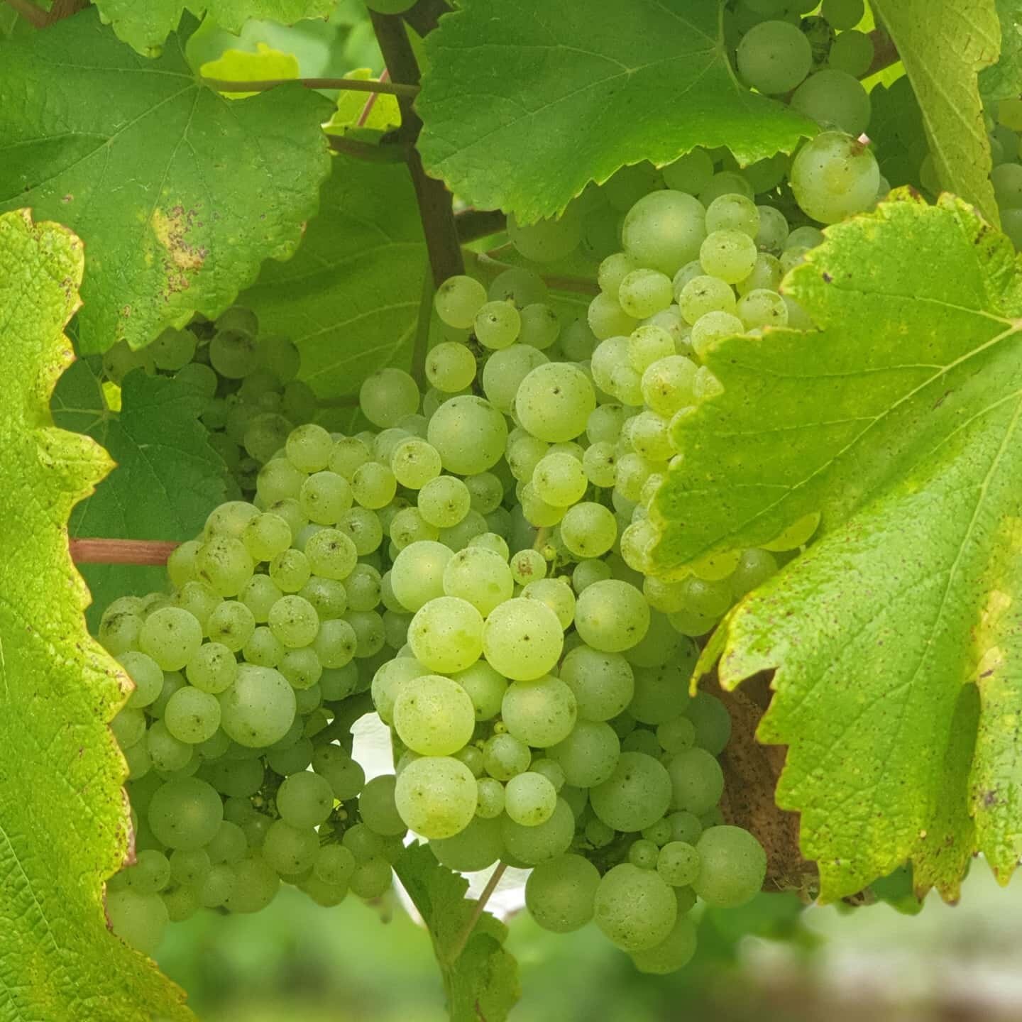 Our Chardonnay is ripening up nicely...but very late this year. If you can't get to our cellar door on this March long weekend (we are open sat, sun and mon). Come and try our Merricks Estate 2018 Chardonnay at the @redhillshow at thr @rhwinecollecti