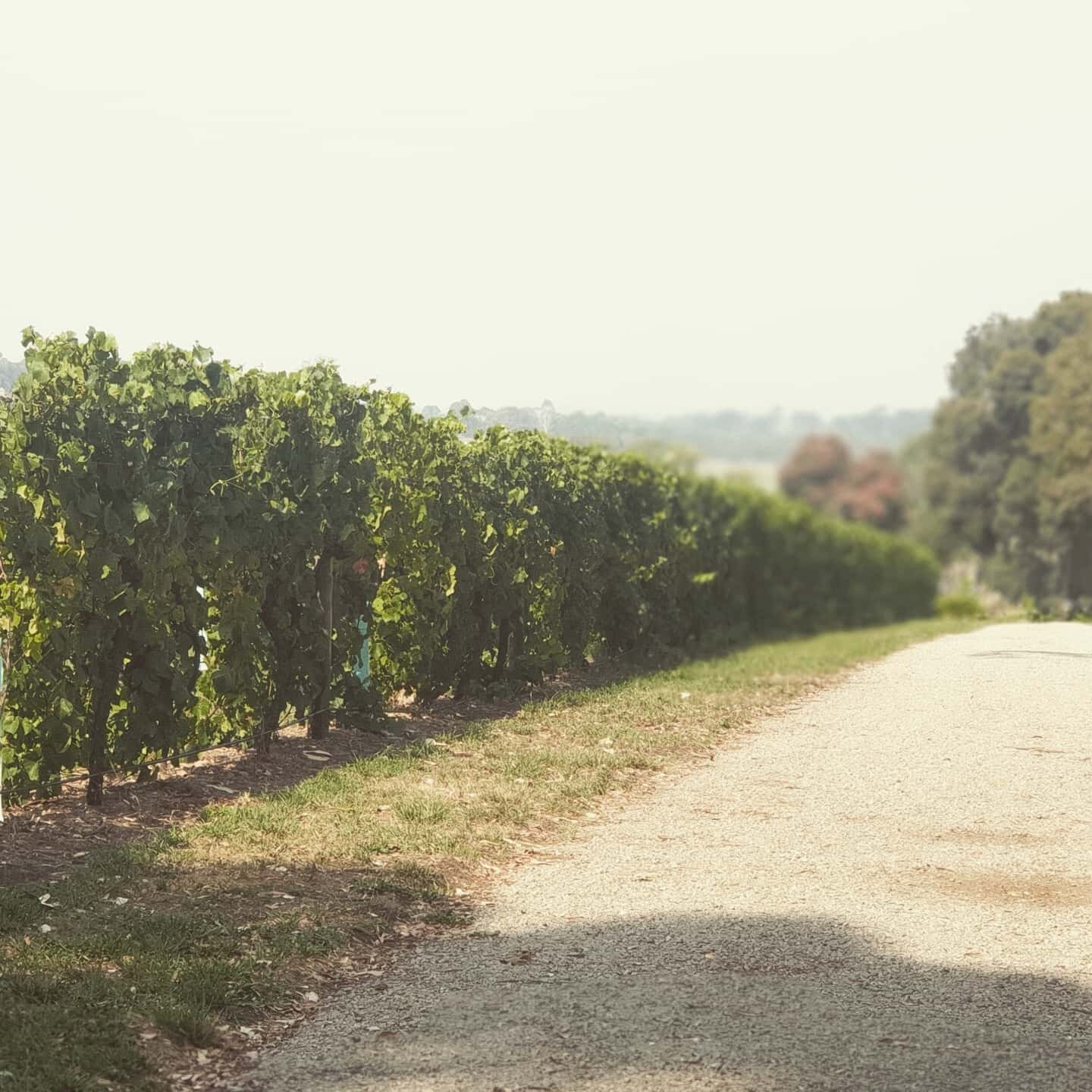 Ah... the dreamy drive to #merricksestate! Takes you to the rustic cellardoor where impressive wines await you for a free tasting. 
Open the first weekend every month.