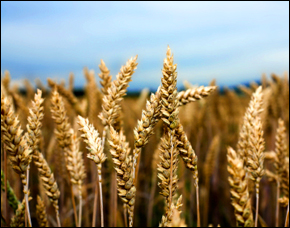 wheat.jpg