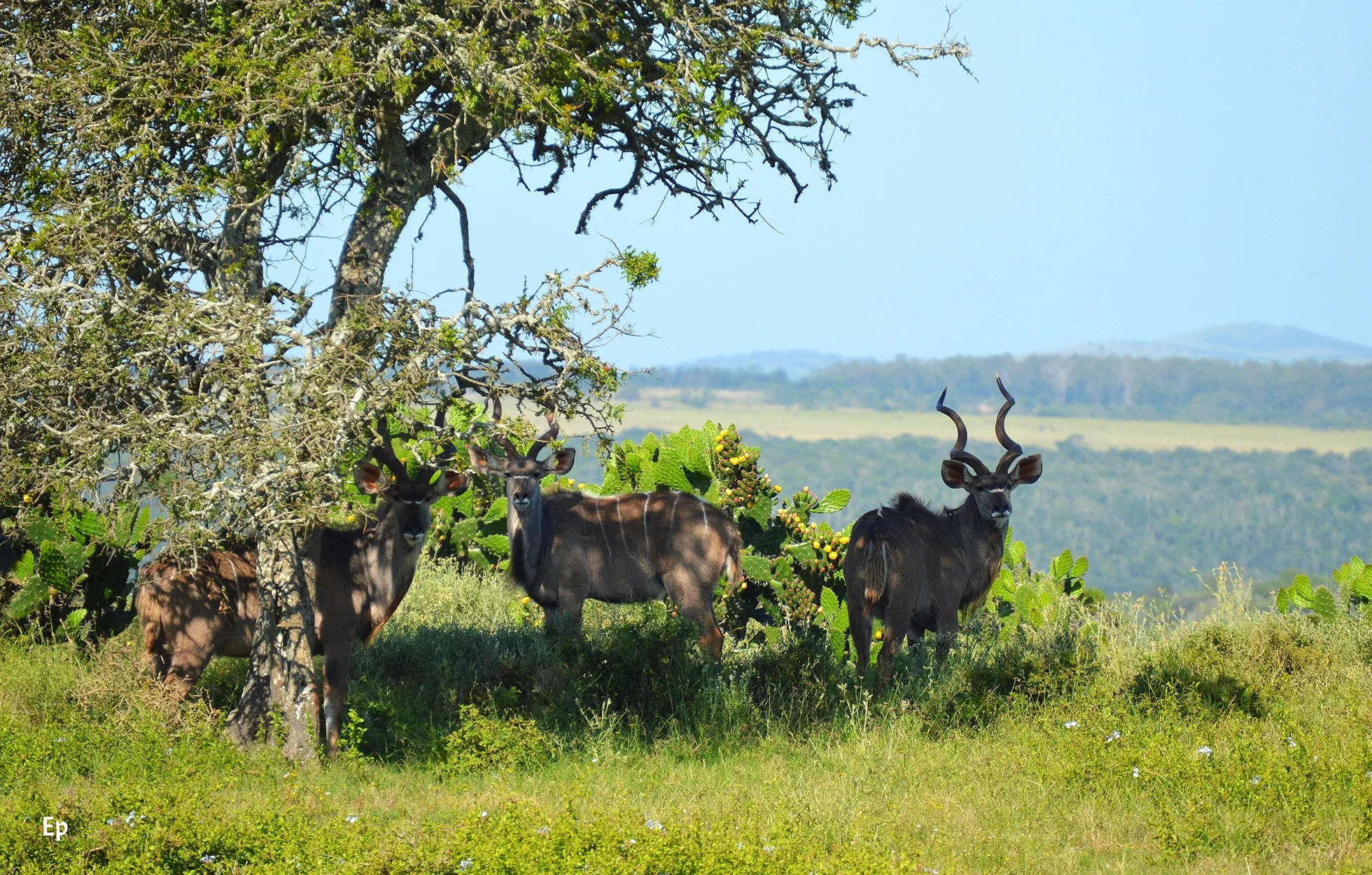 Kudu- South African Reserve