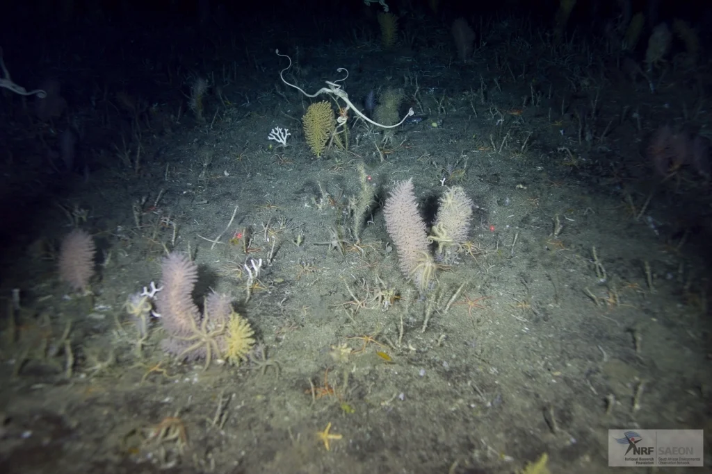 Invertebrates of the Prince Edward Island