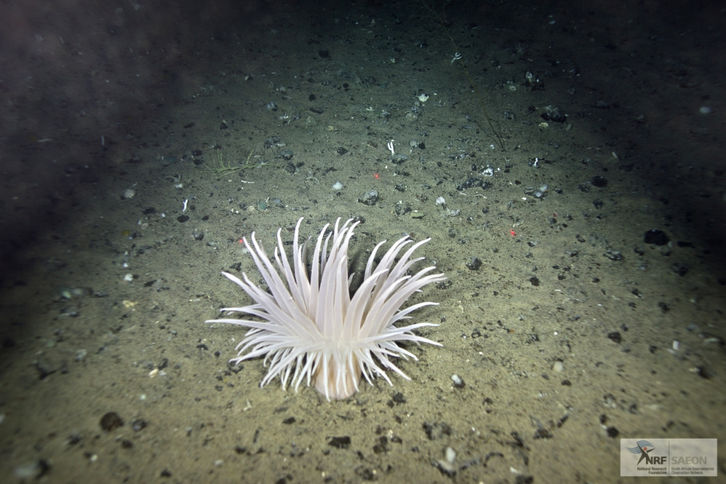 Invertebrate of the Prince Edward Island
