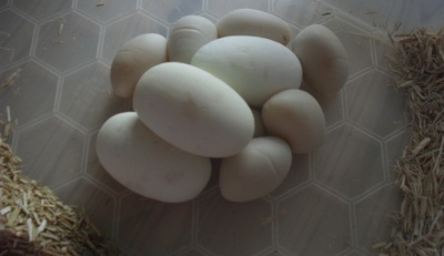 2012_female_2_eggs_2_400.jpg