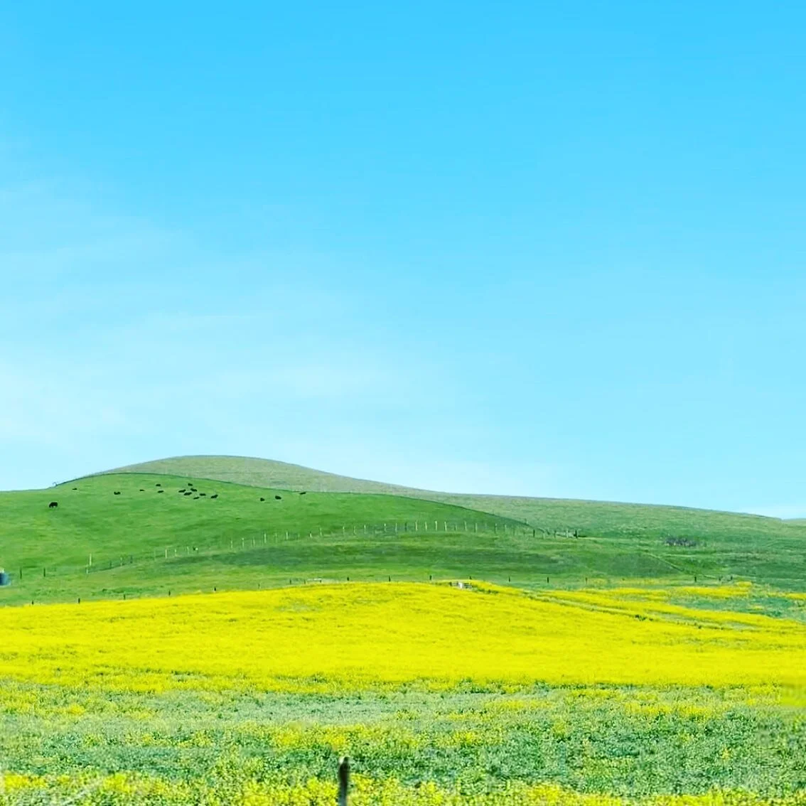 Spring. New hopes. New ideas. And more happy memories to create. Time to blooom! 💛🌿🌾