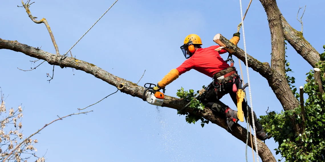 Banners_Services_Tree-Surgery.jpg