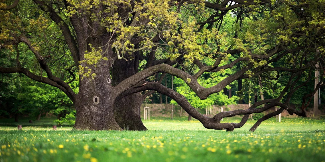 Banners_Services_Mature-Tree-Maintenance.jpg
