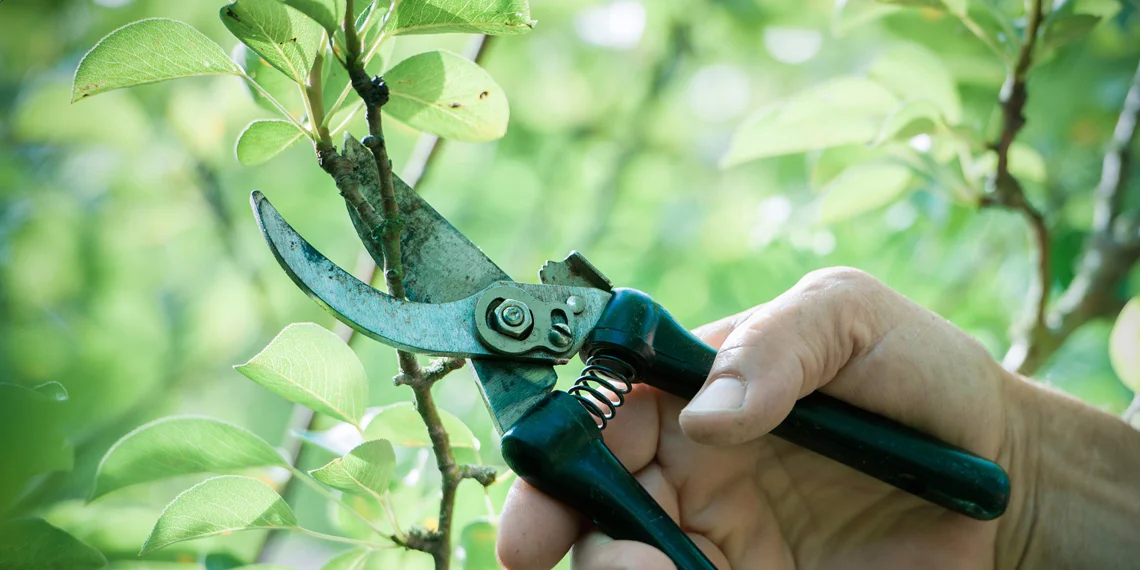 Banners_Services_Pruning-Planting-Stump-Grinding.jpg