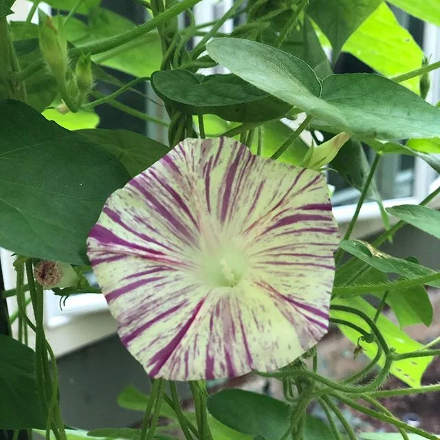 My morning glories are finally blooming! 😍😍😍😍