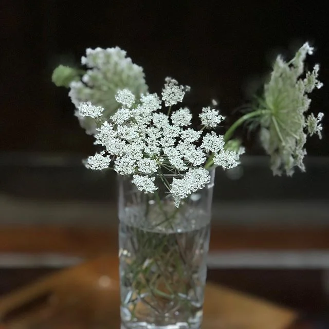 &lsquo;Tis the season for Queen Anne&rsquo;s Lace and I cant get enough of it! 😍 #flowershavepowers #flowergram