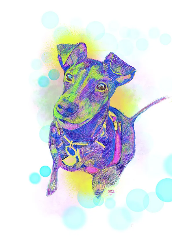 Milo the Manchester Terrier