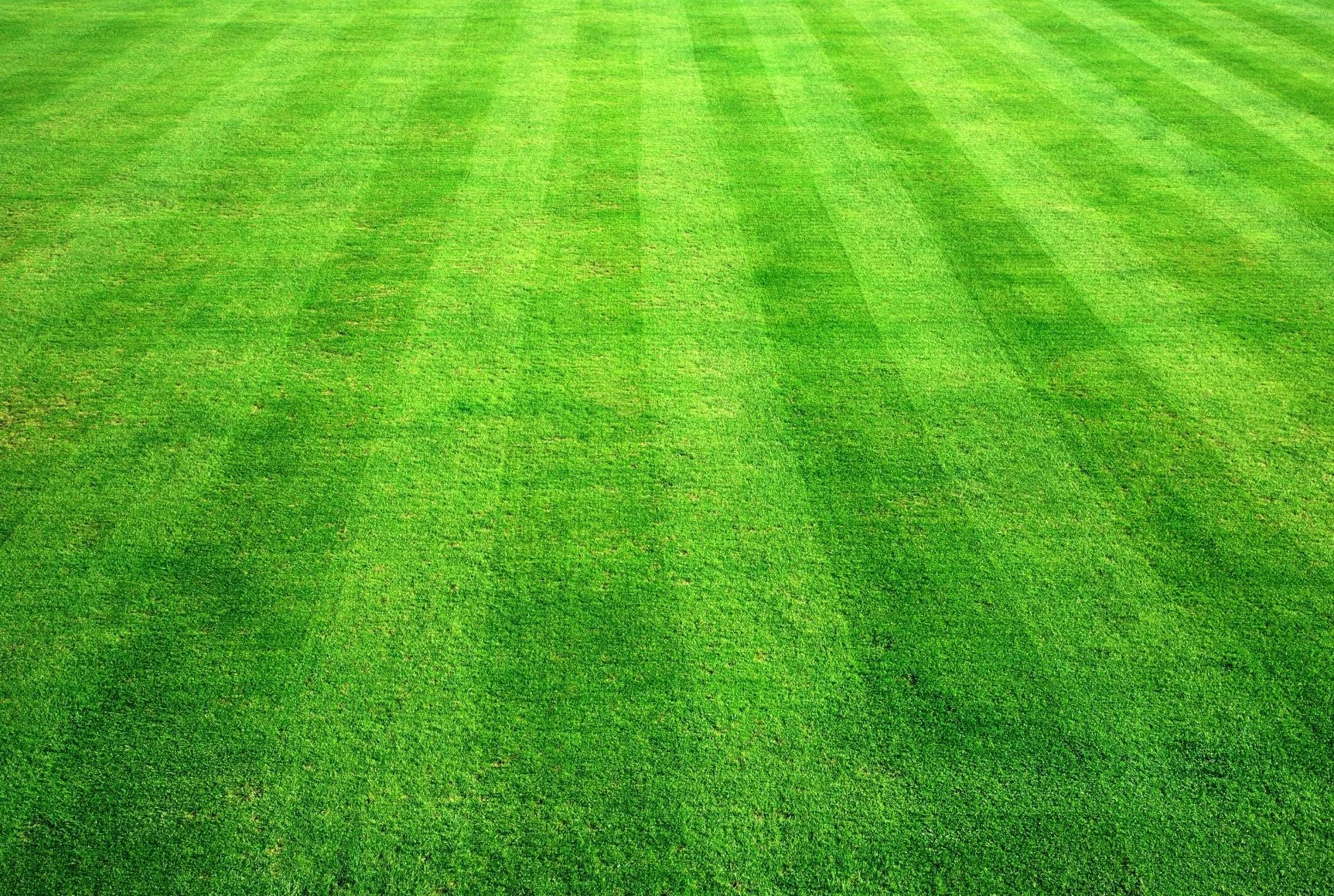 Grass-Textures-for-Designers8.jpg