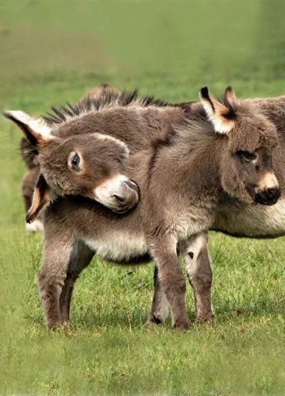 babydonk.jpg
