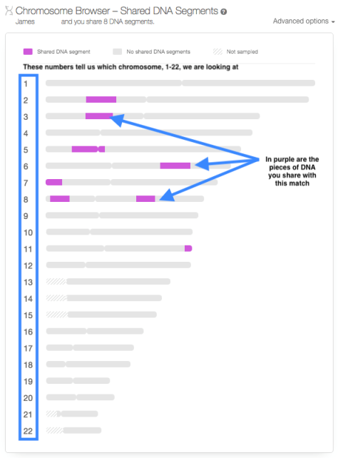 MyHeritage chromosome browswer One-to-One annotated.png