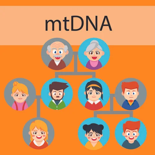 mtDNA+Inheritance+Grapghic-01.jpg