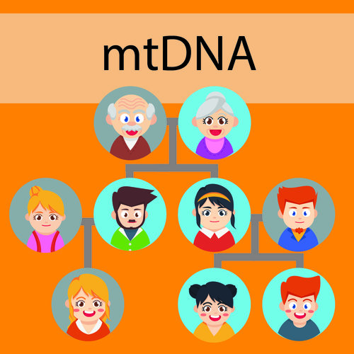 mtDNA+Inheritance+Grapghic-01.jpg
