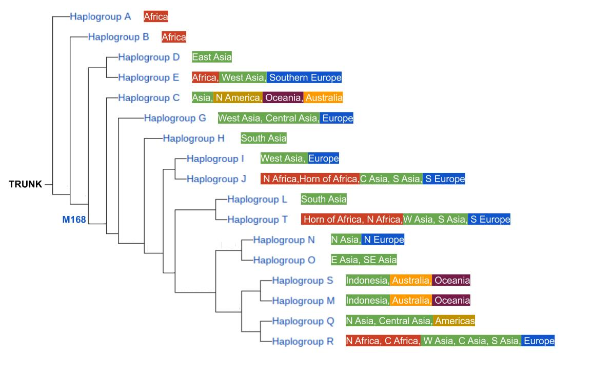 DNA ethnicity estimations wayback machine haplogroup YDNA table.png